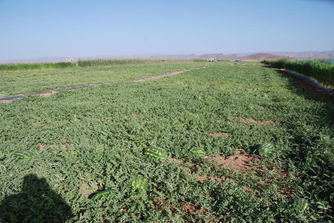 البطيخ الأحمر يستنزف الماء ويهدد مناطق حوض المعيدر بالجفاف